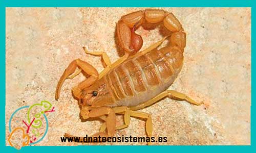 oferta-venta-escorpion-dorado-4-5-mudas-tityus-stigmurus-smithii-trivittatus-serrulatus-bahiensis-tienda-invertebrados-online-venta-escorpiones-por-internet-tienda-mascotas-aracnidos-rebajas-con-envio