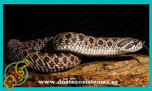 oferta-venta-serpiente-de-hocico-de-cerdo-heterodon-nasicus-tienda-de-reptiles-online-venta-de-serpiente-por-internet