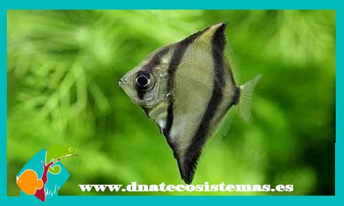 oferta-venta-pez-angel-malayo-5-6cm-sel-monodactylus-sebae-tienda-peces-tropicales-baratos-online-venta-peces-micelaneos-por-internet-tienda-mascotas-peces-rebajas-con-envio