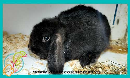 conejo-belier-oscuro-marron-negro-chip-tienda-conejo-online-accesorios-juguetes-comida-golosinas-conejos