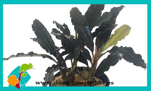 bucephalandra-belindae-bucephalandra-plantas-para-acuarios-de-agua-dulce