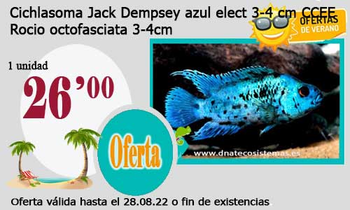 Cichlasoma Jack Dempsey azul elect 3-4 cm CCEE