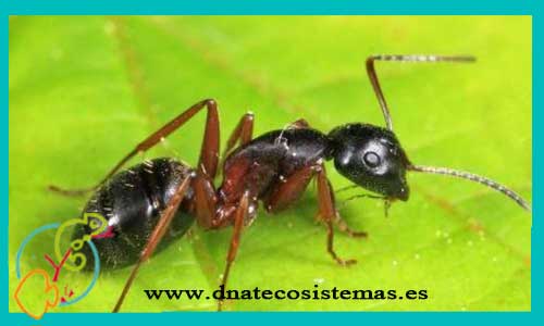 oferta-hormigas-camponotus-herculeanus-reina-tienda-de-invertebrados-online-venta-de-hormigas-por-internet-tiendamascotasonline-venta-reptiles-online-barato-economico