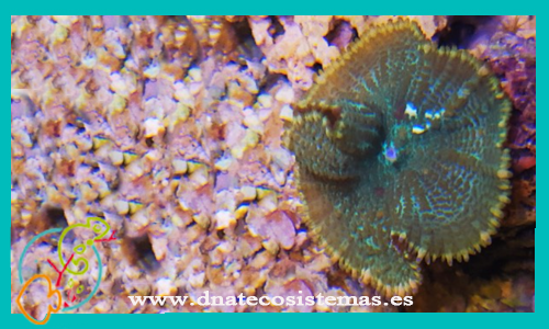 rhodactis-esqueje-1-cabeza-roja-a-venta-de-corales-baratos-