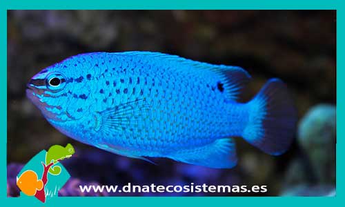 chrysiptera-cyanea-2-3cm-macho-damisela-azul-electrica-tienda-de-peces-online-peces-por-internet-mundo-marino-todo-marino