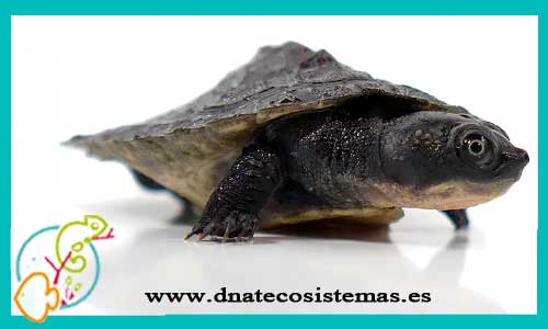 oferta-venta-tortuga-branderhorst-mediana-ccee-elseya-branderhor-tienda-reptiles-baratos-online-venta-de-galapagos-economicos-por-internet-tienda-de-mascotas-rebajas