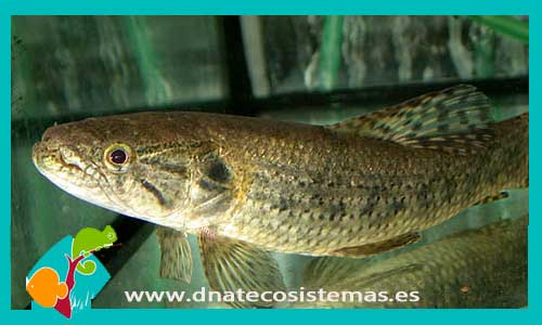  Disfruta del pez LOBO, Hoplias malabaricus y nuestras ofertas en ACUARIOS 834047-hoplias-malabaricus2