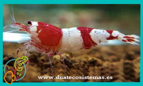 Gamba crystal red 1.5cm CCEE