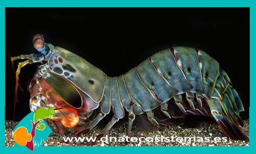 odontodactylus-sp-tienda-de-peces-online-peces-por-internet-mundo-marino-todo-marino