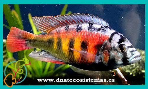 oferta-venta-haplochromis-sp-ch44-4-5cm-haplochromis-ahli-obliquidens-nyererei-tienda-peces-africanos-baratos-online-venta-ciclidos-por-internet-tienda-mascotas-peces-rebajas-con-envio