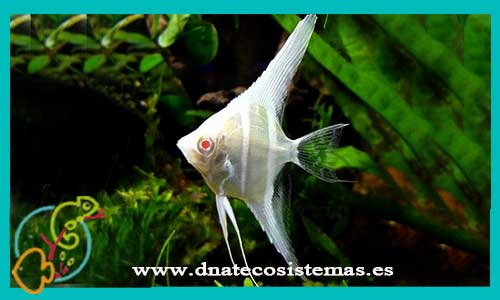 oferta-venta-altum-peruvians-albino-5-6-cm-ccee-pterophyllum-scalare-altum-tienda-peces-escalares-baratos-online-venta-peces-tropicales-economicos-por-internet-tienda-mascotas-dnatecosistemas-rebajas-online