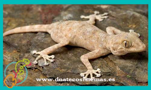 oferta-venta-gecko-de-dedos-raquetas-m-l-ptychodactylus-ragazzi-tienda-de-reptiles-baratos-online-venta-de-geckos-economicos-por-internet-tienda-mascotas-rebajas-online