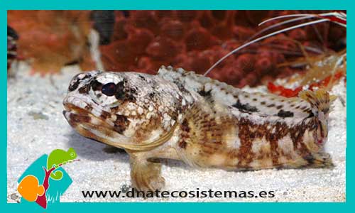 opistognathus-whitehursti-tienda-de-peces-online-peces-por-internet-mundo-marino-todo-marino