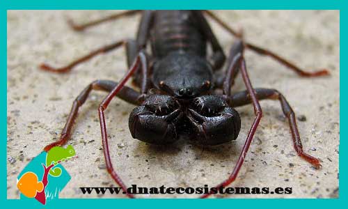 escorpion-de-las-dunas--smeringurus-mesaensis-tienda-de-peces-online-peces-por-internet-acuario-bomba-filtro-sustrato-planta-roca-arena-salabre-iman-termocalentador-comida-seca-viva-congelada