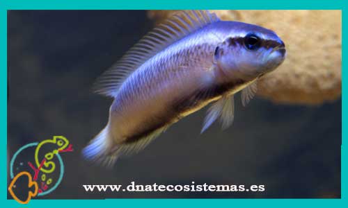 oferta-venta-pseudochromis-fridmani-tienda-de-peces-online-peces-por-internet-mundo-marino-todo-marino