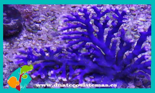 distichopora-spp-azul-esqueje-coral-duro-tienda-de-coral-marino-barato