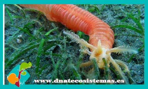synaptula-maculata-holothuria-sp-tienda.de-peces-online-peces-por-internet-peces-marino-mundo-marino-peces-agua-salada-invertebrado-gusanos-de-agua-salada
