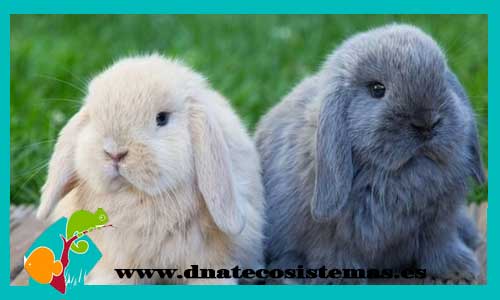 miniloop-conejo-supertoy-blanco-negro-con-pedigri-chip-venta-online-conejos-baratos