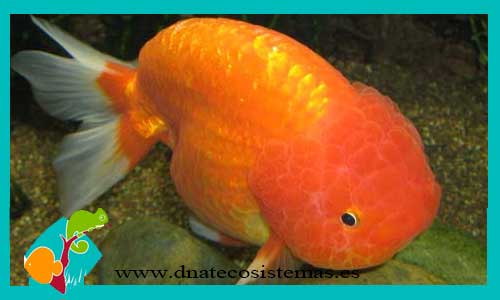 ranchu-rojo-naranja-5-6-cabeza-de-leon-venta-de-peces-de-agua-fria-gold-fish-tienda-de-peces-online