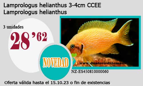 Lamprologus helianthus 3-4cm CCEE.