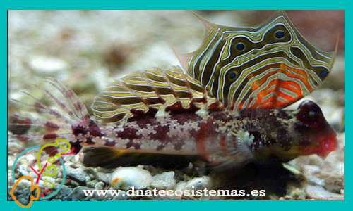 neosynchiropus-ocellatus-oferta-synchiropus-ocellatus-m-tienda--de-peces-online