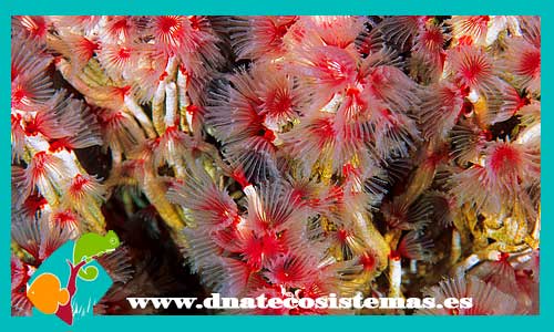 filogranella-elatensis-sabellastarte-magnifica-tienda-de-peces-online-peces-por-internet-mundo-marino-todo-marino