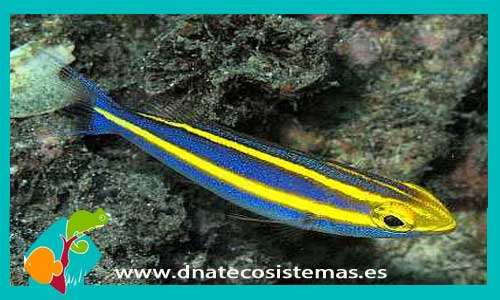 pentapodus-nemurus-tienda-de-peces-online-peces-por-internet-mundo-marino-todo-marino