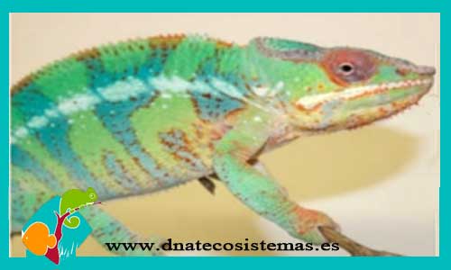 camaleon-pantera-macho-blue-fucifer-pardalis-macho-dnatecosistemas-ventaonline-venta-de-reptiles-internet-reptiles