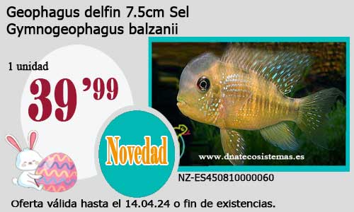 Geophagus delfin 7.5cm Sel.