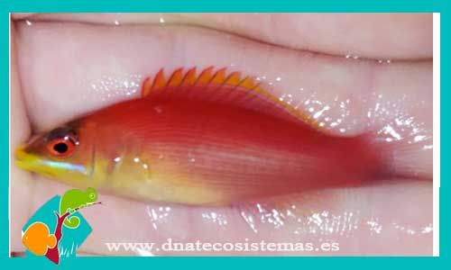 pseudocheilinus-evanidus-6-8cmtienda-de-peces-online-peces-por-internet-mundo-marino-todo-marino