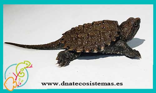 oferta-tortuga-mordedora-s-ccee-chelydra-serpentina-tienda-de-reptiles-online-venta-tortuga-por-internet-tiendamascotasonline-barato-economico