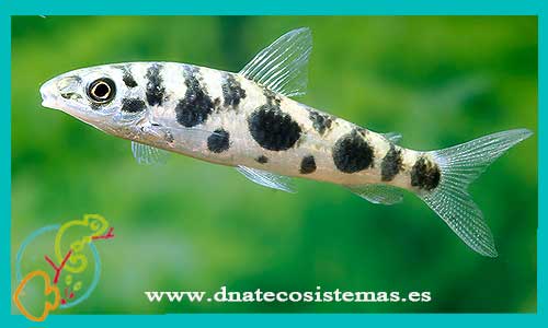oferta-venta-leporinus-maculatus-6-8cm-ccee-tienda-peces-bonitos-baratos-online-venta-peces-calidad-por-internet-tienda-mascotas-dnatecosistemas-tetra-color-rebajas-online