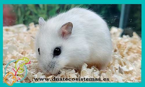 oferta-venta-hamster-ruso-blanco-phodopus-sungorus-tienda-de-mamiferos-baratos-online-venta-de-mascotas-economicas-por-internet-tienda-hamster-relago-online