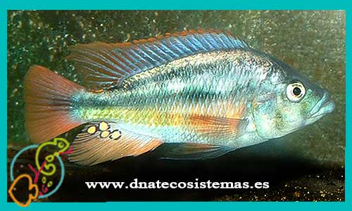 oferta-venta-haplochromis-cjilotes-4-5cm-ccee-haplochromis-obliquidens-nyererei-latifasciatus-tienda-peces-online-venta-cromis-por-internet-tienda-mascotas-peces-ciclidos-rebajas-con-envio