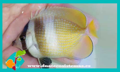chaetodon-kleinii-3-4cm-tienda-de-peces-online-peces-por-internet-mundo-marino-todo-marino-peces-marino-filtro-bomba-skmmer-comida-alimento