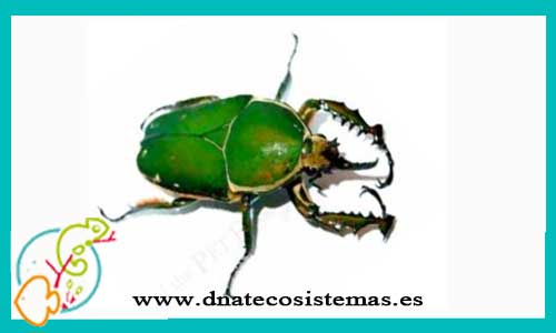 oferta-venta-escarabajo-mecynorrhina-torquata-immaculicollis-tienda-de-invertebrados-baratos-online-venta-insectos-economicos-por-internet-tienda-mascotas-rebajas-online