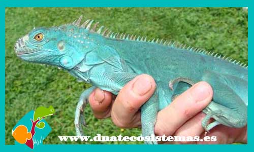 iguana-verde-iguana-iguana-azul-dnatecosistemas-ventaonline-venta-de-repitiles-internet-reptiles-baratos-iguanas-lagartos-tienda-reptiles