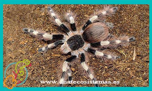 oferta-venta-tarantula-coloratovillosus-2cm-ccee-brachypelma-nhandu-chromatus-tienda-aranas-baratas-online-tienda-grillos-venta-alimento-vivo-tienda-invertebrados-rebajas-online