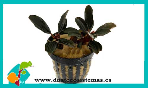 bucephalandra-fire-bird-bucephalandra-plantas-para-acuarios-de-agua-dulce