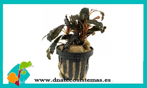 bucephalandra-gaia-super-red-bucephalandra-plantas-para-acuarios-de-agua-dulce