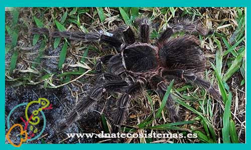 oferta-venta-tarantula-de-rodillas-rosa-2.5-3cm-ccee-lasiodora-parahybana-tienda-de-invertebrados-baratos-online-venta-tarantulas-economicas-por-internet-tienda-mascotas-rebajas-online