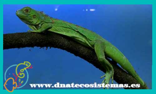 oferta-iguana-verde-m-sel-iguana-tienda-de-iguanas-online-venta-de-reptiles-baratos-por-internet-tiendamascotasonline-venta-de-iguanas-economicas-online-tienda-de-reptiles-en-oferta-online