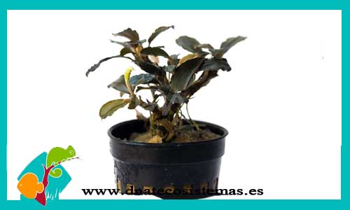 bucephalandra-pigmea-japon-bucephalandra-plantas-para-acuarios-de-agua-dulce