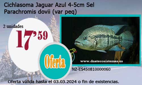 Cichlasoma Jaguar Azul 4-5cm Sel.