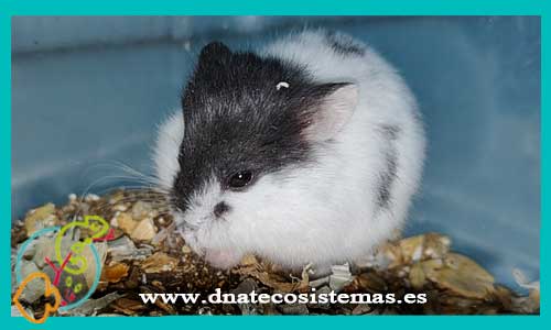 oferta-venta-hamster-ruso-marmol-phodopus-sungorus-tienda-de-mamiferos-baratos-online-venta-de-mascotas-economicas-por-internet-tienda-hamster-relago-online