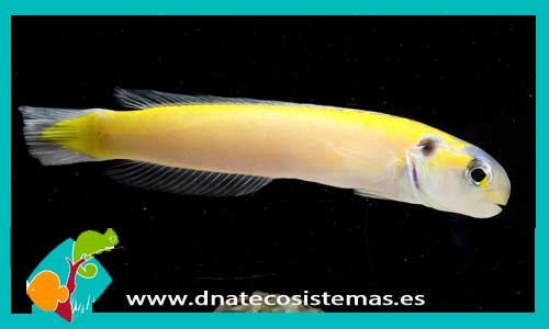 hoplolatilus-cuniculus-tienda-de-peces-online-peces-por-internet-todo-pez-peces-marinos-sal-roca