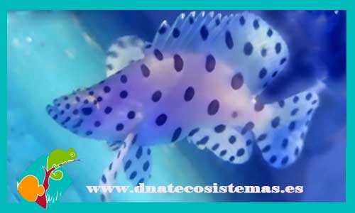 cromileptes-altivelis-6-8cm-pez-pantera-tienda-de-peces-online-peces-por-internet-mundo-marino-todo-marino