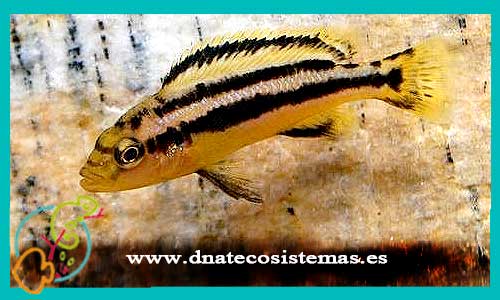 oferta-venta-melanochromis-chipokae-4-5cm-sel-tienda-ciclidos-chromis-afines-online-venta-peces-africanos-por-internet-tienda-mascotas-peces-rebajas-con-envio