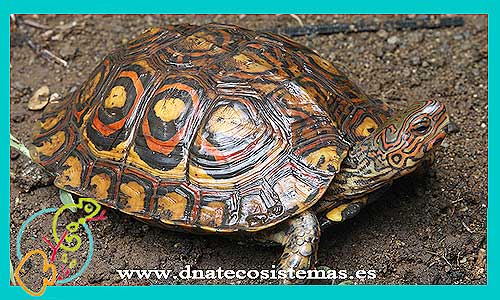 oferta-venta-tortuga-pintada-bosque-sel-rhinoclemmys-pulcherrima-manni-tienda-reptiles-baratos-online-venta-tortugas-economicas-por-internet-tienda-mascotas-rebajas-online
