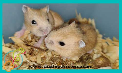oferta-venta-hamster-ruso-naranja-sel-phodopus-sungorus-tienda-de-mamiferos-baratos-online-venta-de-mascotas-economicas-por-internet-tienda-hamster-relago-online